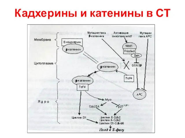 Кадхерины и катенины в СТ