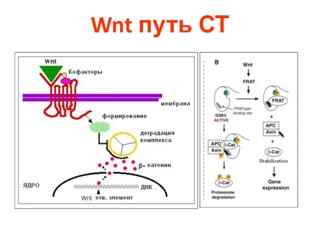 Wnt путь СТ