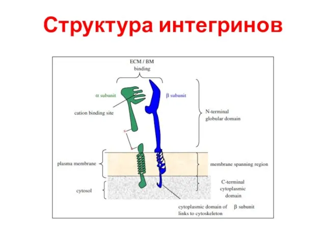 Структура интегринов