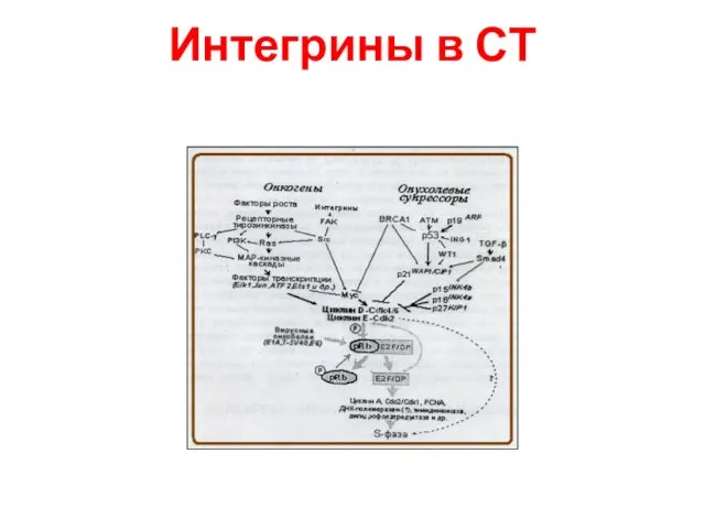 Интегрины в СТ