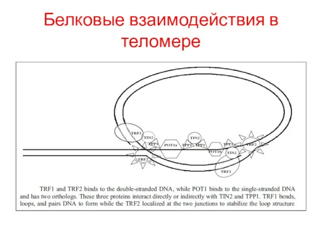 Белковые взаимодействия в теломере