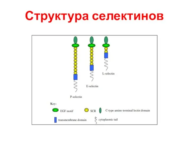 Структура селектинов