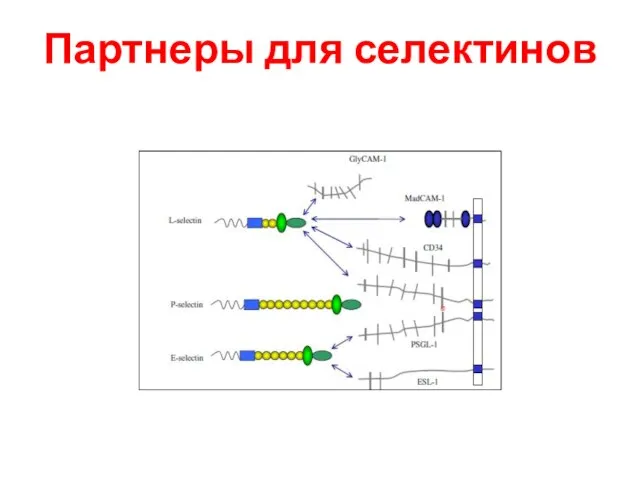 Партнеры для селектинов