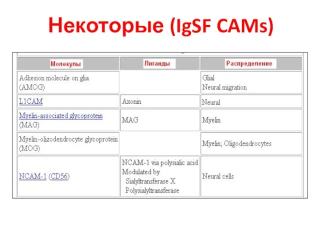 Некоторые (IgSF CAMs)