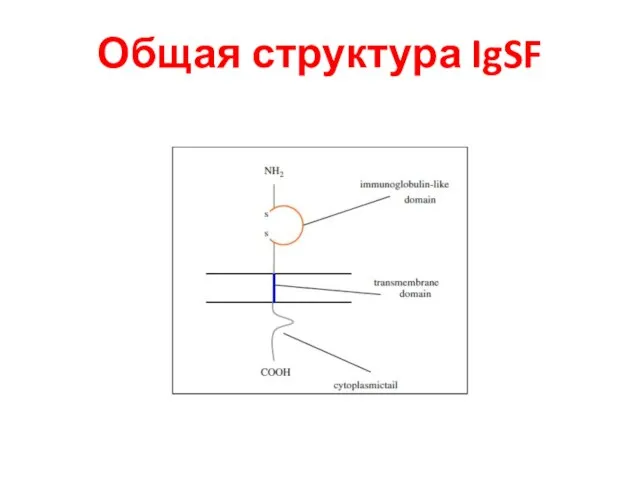 Общая структура IgSF