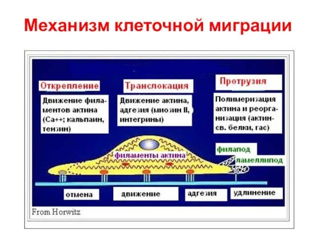 Механизм клеточной миграции