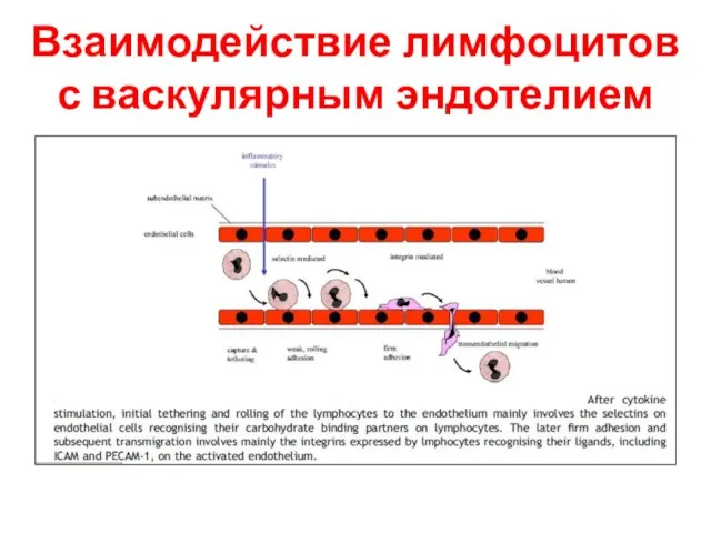 Взаимодействие лимфоцитов с васкулярным эндотелием