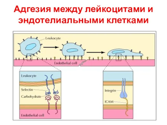Адгезия между лейкоцитами и эндотелиальными клетками