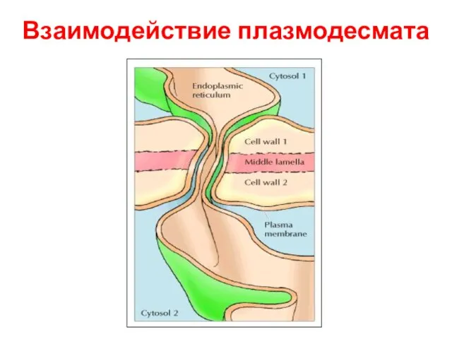 Взаимодействие плазмодесмата