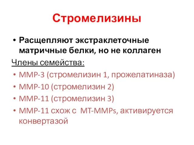 Стромелизины Расщепляют экстраклеточные матричные белки, но не коллаген Члены семейства: MMP-3