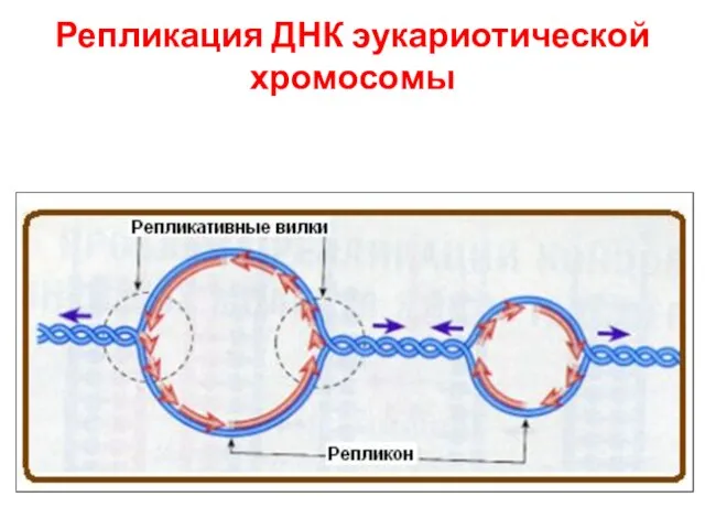 Репликация ДНК эукариотической хромосомы