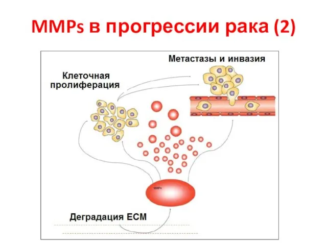 MMPs в прогрессии рака (2)