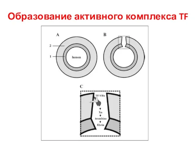 Образование активного комплекса TF