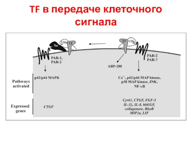 TF в передаче клеточного сигнала