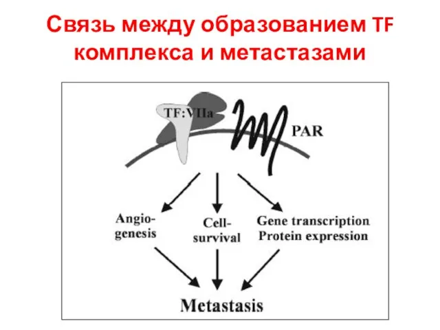 Связь между образованием TF комплекса и метастазами