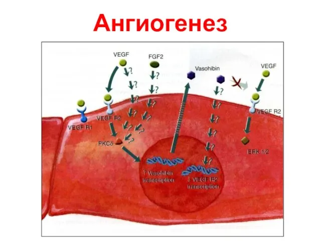 Ангиогенез