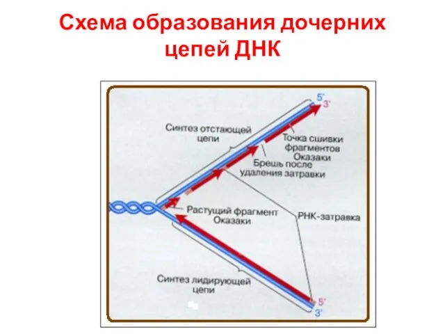 Схема образования дочерних цепей ДНК