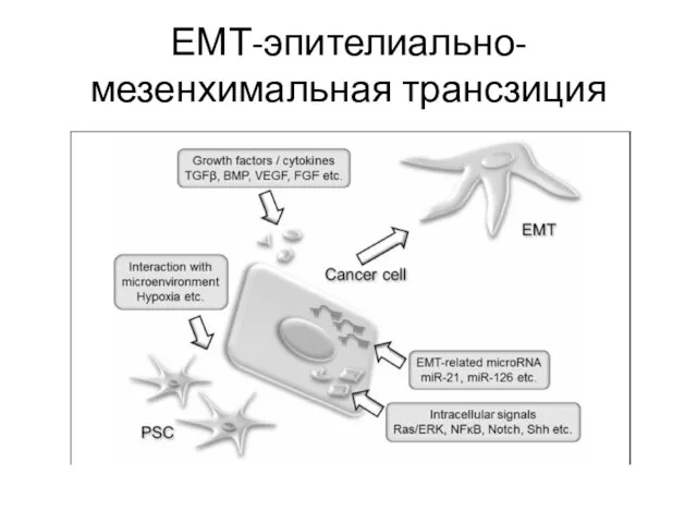 ЕМТ-эпителиально-мезенхимальная трансзиция