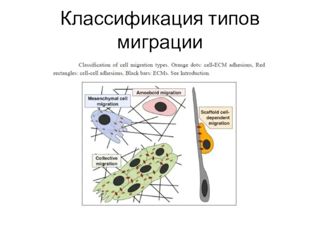 Классификация типов миграции