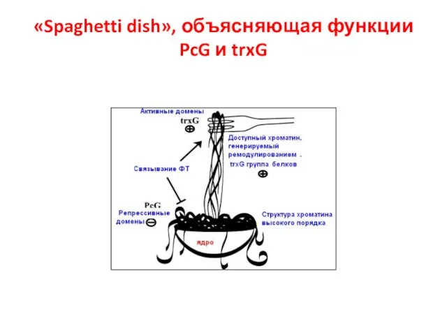 «Spaghetti dish», объясняющая функции PcG и trxG