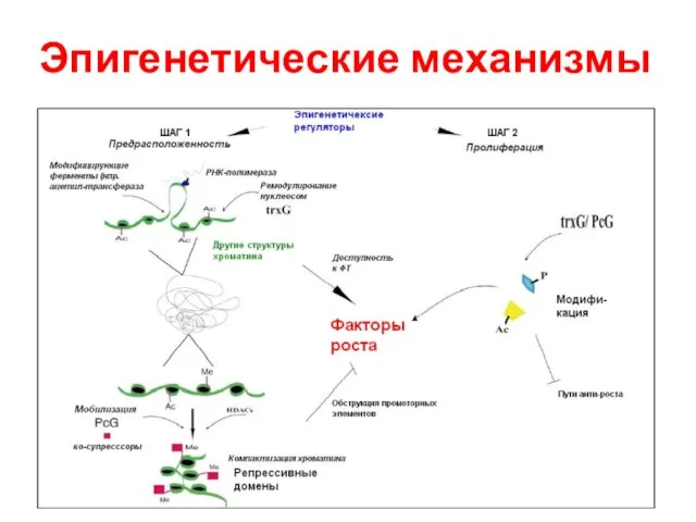 Эпигенетические механизмы