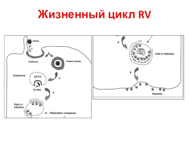 Жизненный цикл RV