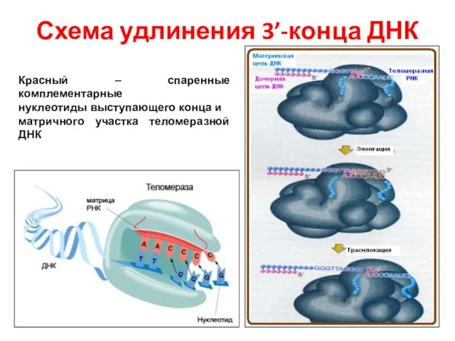 Схема удлинения 3’-конца ДНК Красный – спаренные комплементарные нуклеотиды выступающего конца и матричного участка теломеразной ДНК