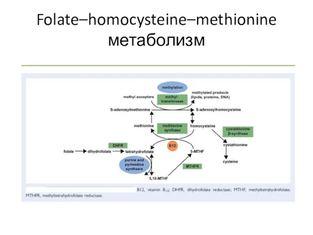 Folate–homocysteine–methionine метаболизм