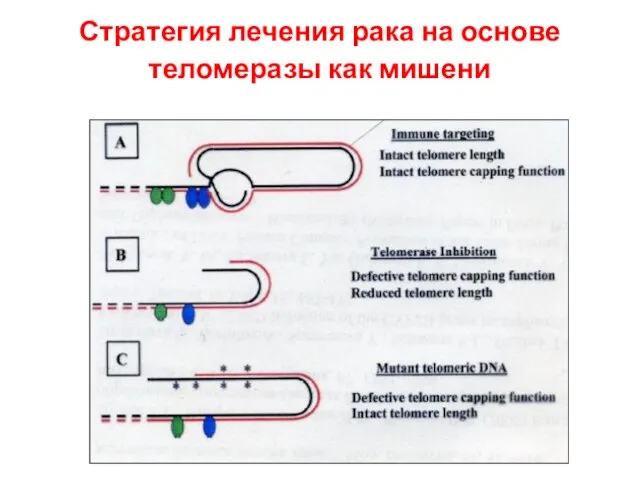 Стратегия лечения рака на основе теломеразы как мишени