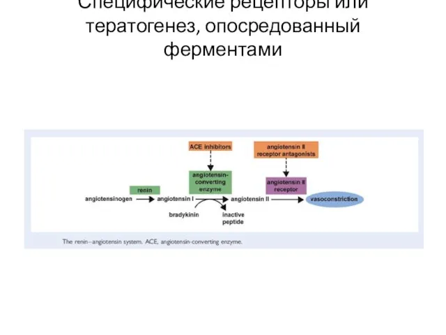 Специфические рецепторы или тератогенез, опосредованный ферментами