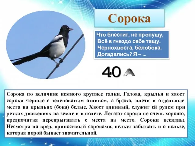 Что блестит, не пропущу, Всё в гнездо себе тащу. Чернохвоста, белобока.