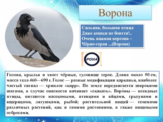 Ворона Сильная, большая птица Даже кошки не боится!.. Очень важная персона