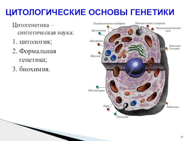 Цитогенетика – синтетическая наука: 1. цитология; 2. Формальная генетика; 3. биохимия. ЦИТОЛОГИЧЕСКИЕ ОСНОВЫ ГЕНЕТИКИ