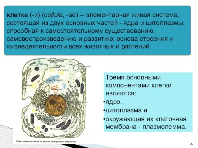 клетка (-и) (cellula, -ae) -- элементарная живая система, состоящая из двух