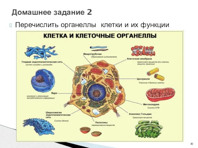 Перечислить органеллы клетки и их функции Домашнее задание 2