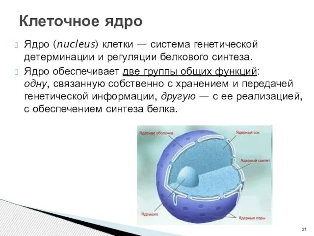 Ядро (nucleus) клетки — система генетической детерминации и регуляции белкового синтеза.