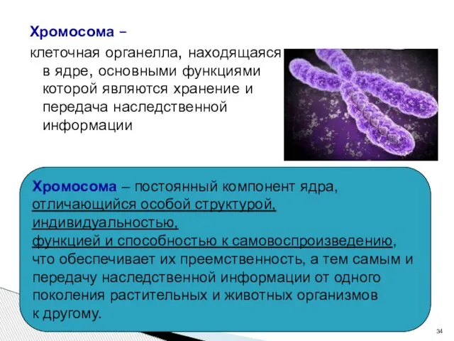 Хромосома – клеточная органелла, находящаяся в ядре, основными функциями которой являются