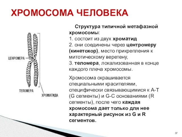 ХРОМОСОМА ЧЕЛОВЕКА Структура типичной метафазной хромосомы: 1. состоит из двух хроматид