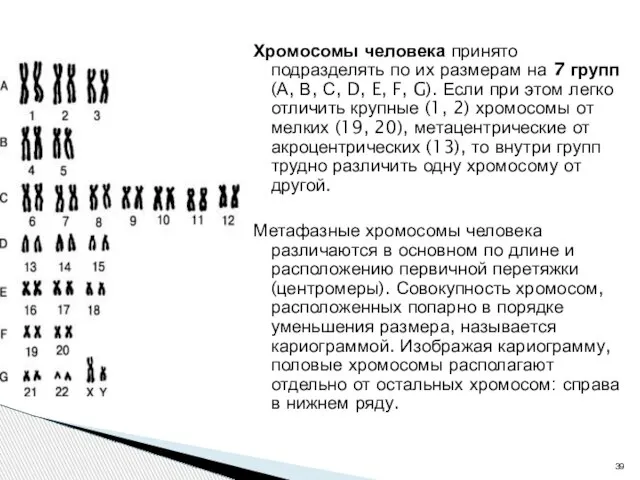 Хромосомы человека принято подразделять по их размерам на 7 групп (А,