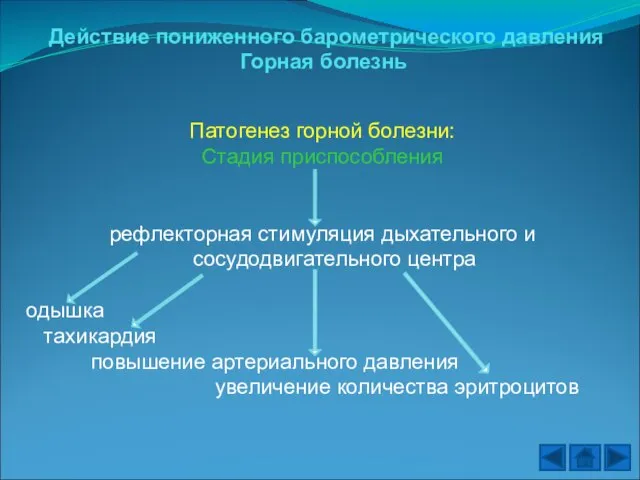 Действие пониженного барометрического давления Горная болезнь Патогенез горной болезни: Стадия приспособления