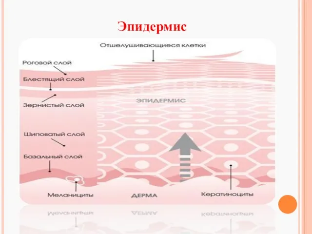 Эпидермис