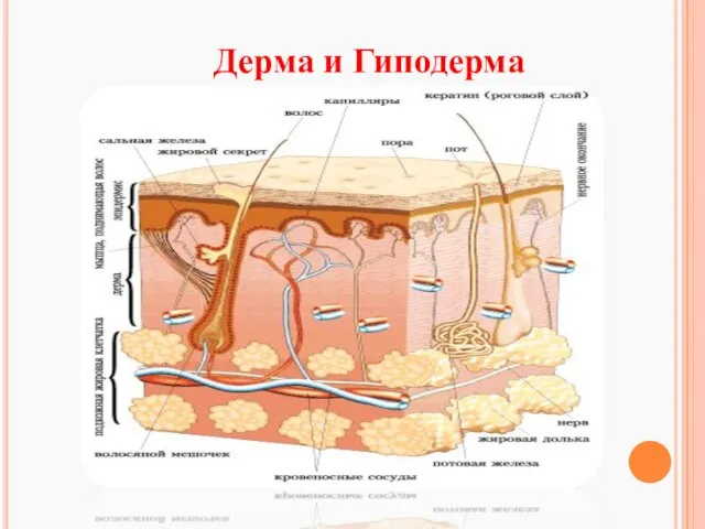 Дерма и Гиподерма