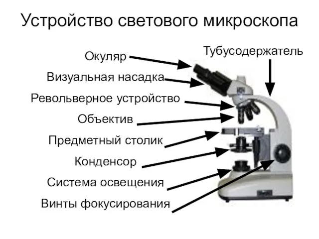 Устройство светового микроскопа Окуляр Визуальная насадка Револьверное устройство Объектив Предметный столик