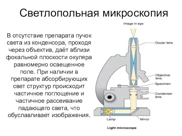 Светлопольная микроскопия В отсутствие препарата пучок света из конденсора, проходя через