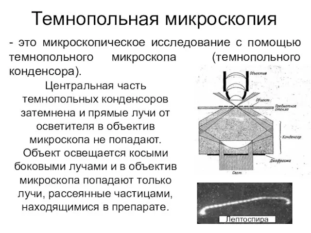 Темнопольная микроскопия Центральная часть темнопольных конденсоров затемнена и прямые лучи от