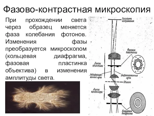 Фазово-контрастная микроскопия При прохождении света через образец меняется фаза колебания фотонов.