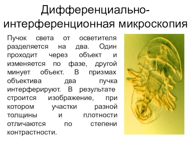 Дифференциально-интерференционная микроскопия Пучок света от осветителя разделяется на два. Один проходит