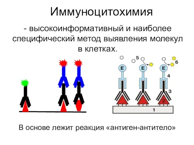 Иммуноцитохимия В основе лежит реакция «антиген-антитело» - высокоинформативный и наиболее специфический метод выявления молекул в клетках.