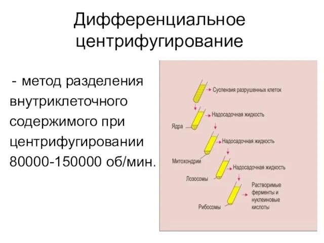 Дифференциальное центрифугирование метод разделения внутриклеточного содержимого при центрифугировании 80000-150000 об/мин.