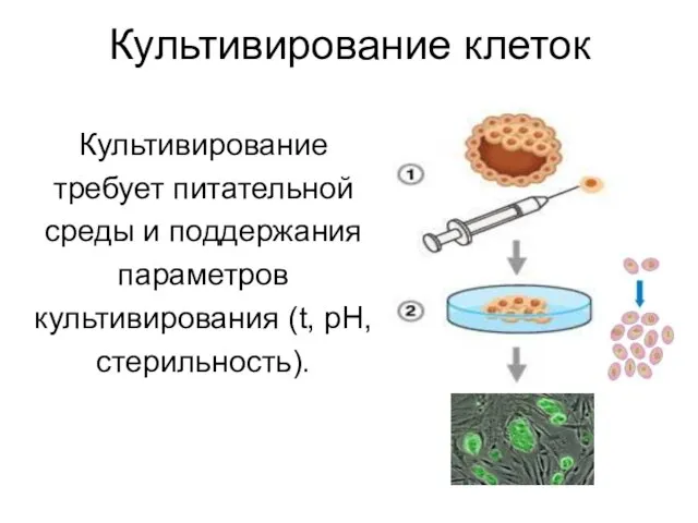 Культивирование клеток Культивирование требует питательной среды и поддержания параметров культивирования (t, рН, стерильность).